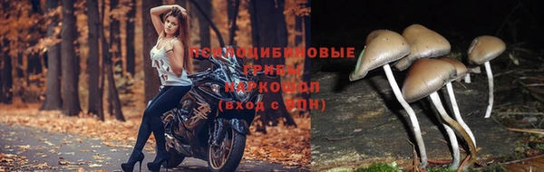 крисы Богородицк